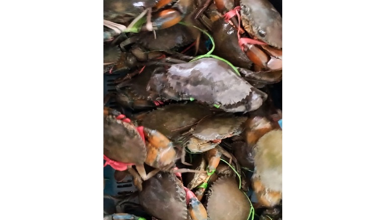 ডুমুরিয়ায় কাঁকড়া চাষে হাজারো চাষীর ভাগ্যবদল, রফতানি আয়ে নতুন দিগন্ত